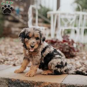 Curt, Standard Poodle Mix Puppy