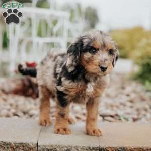 Curt, Standard Poodle Mix Puppy