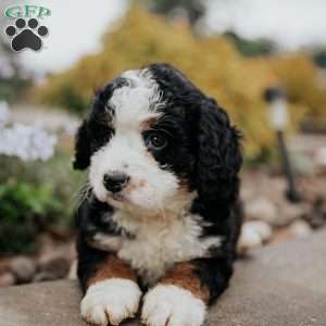Daisy, Mini Bernedoodle Puppy