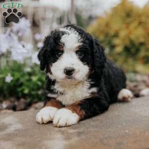 Daisy, Mini Bernedoodle Puppy