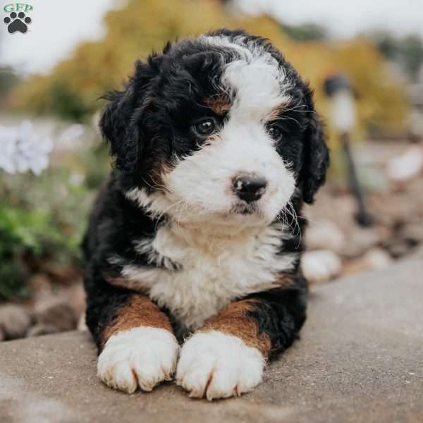 Daisy, Mini Bernedoodle Puppy