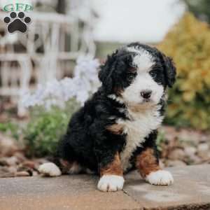 Daisy, Mini Bernedoodle Puppy