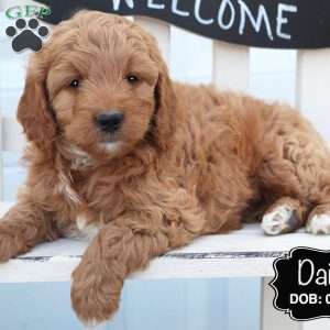 Daisy, Cockapoo Puppy
