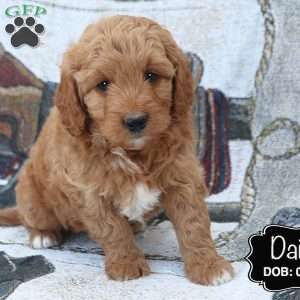 Daisy, Cockapoo Puppy