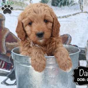 Daisy, Cockapoo Puppy