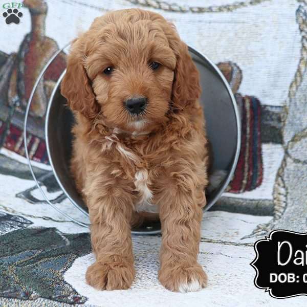 Daisy, Cockapoo Puppy