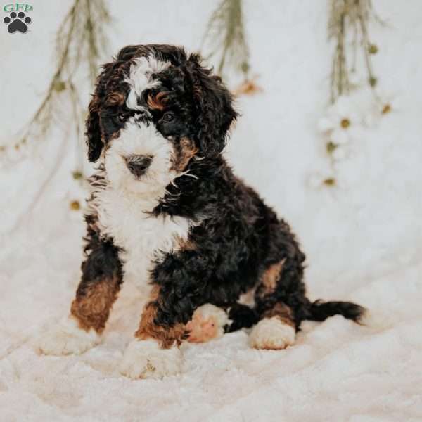 Dash, Bernedoodle Puppy