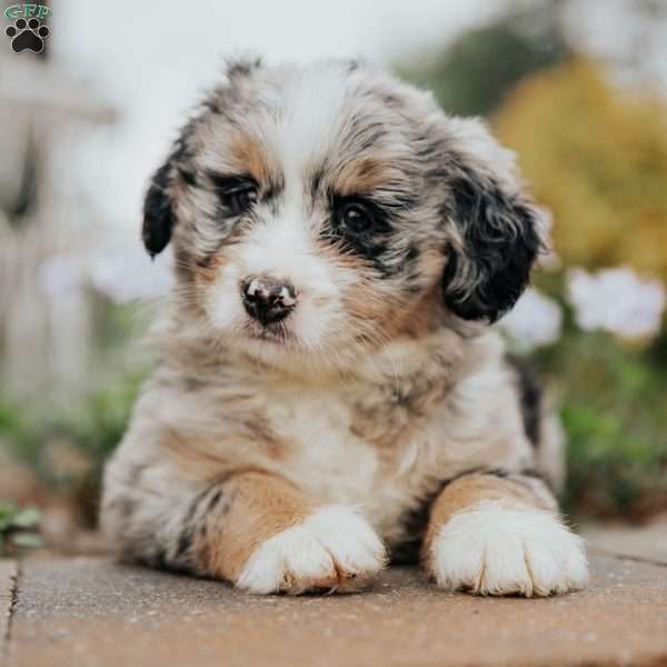 Debby, Mini Bernedoodle Puppy