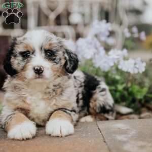 Debby, Mini Bernedoodle Puppy