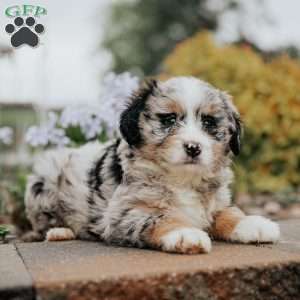 Debby, Mini Bernedoodle Puppy