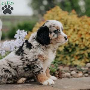 Debby, Mini Bernedoodle Puppy