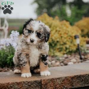 Debby, Mini Bernedoodle Puppy