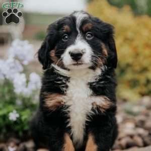 Delmar, Mini Bernedoodle Puppy