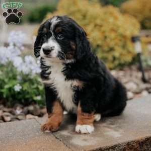 Delmar, Mini Bernedoodle Puppy