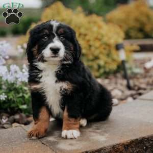 Delmar, Mini Bernedoodle Puppy