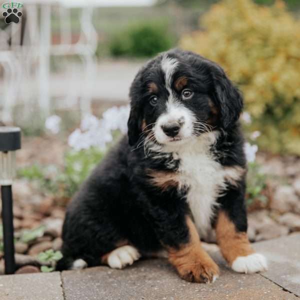 Delmar, Mini Bernedoodle Puppy