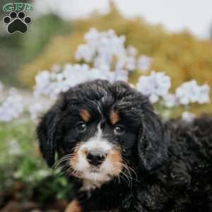 Dick, Mini Bernedoodle Puppy