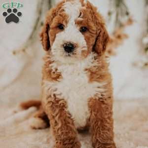 Diego, Bernedoodle Puppy