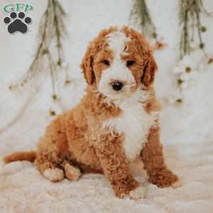 Diego, Bernedoodle Puppy