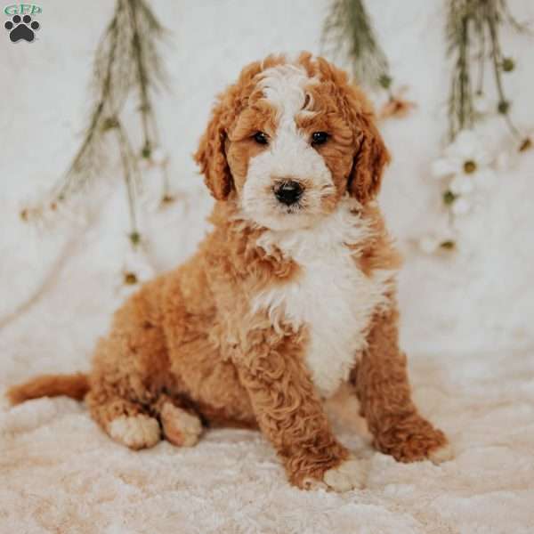 Diego, Bernedoodle Puppy