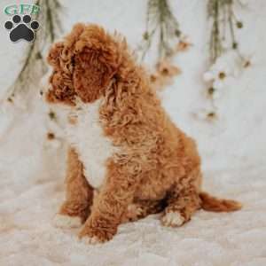 Diego, Bernedoodle Puppy
