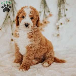 Diego, Bernedoodle Puppy
