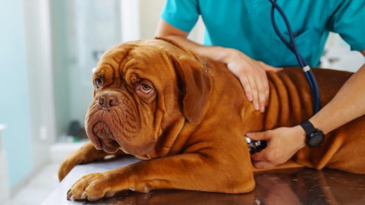 What to Know About Ataxia in Dogs