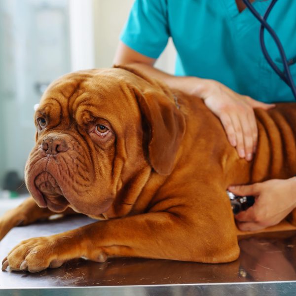 dogue de bordeaux at the vet