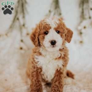 Donald, Bernedoodle Puppy