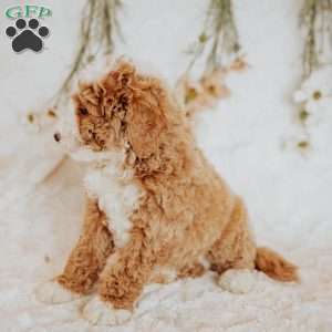 Donald, Bernedoodle Puppy