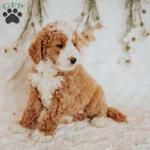 Donald, Bernedoodle Puppy