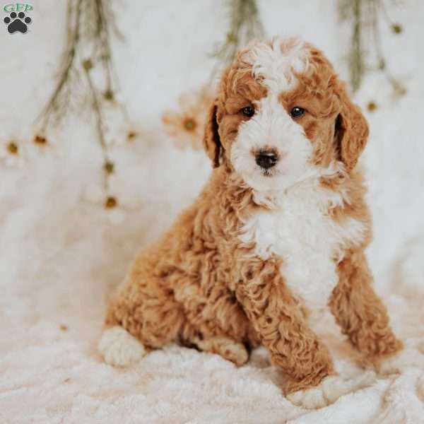 Donald, Bernedoodle Puppy