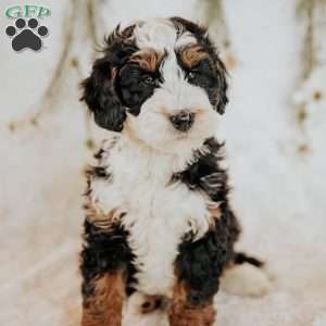 Duke, Bernedoodle Puppy