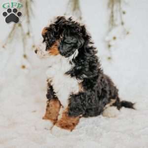 Duke, Bernedoodle Puppy