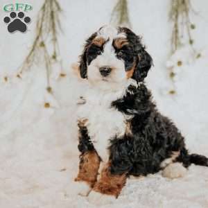 Duke, Bernedoodle Puppy