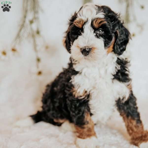 Duke, Bernedoodle Puppy