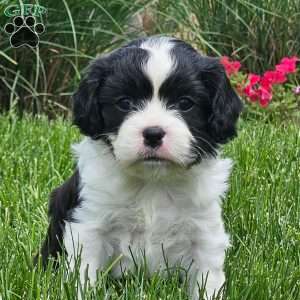 Chase, Cavachon Puppy