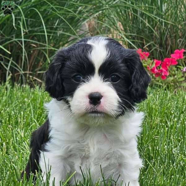 Chase, Forever Puppy