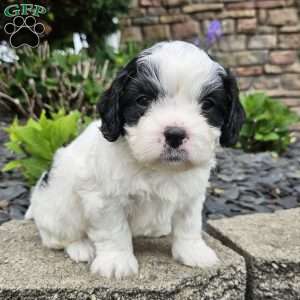Max, Forever Puppy