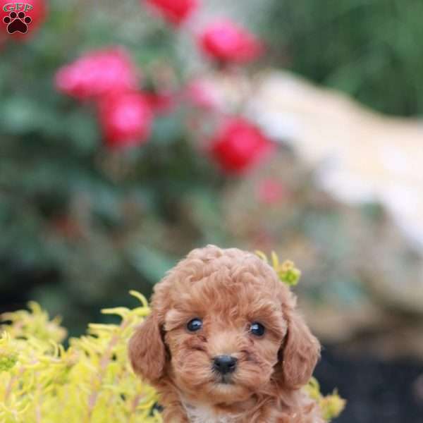 Erica, Toy Poodle Puppy