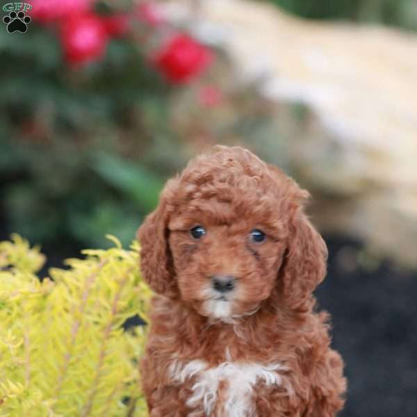 Erin, Toy Poodle Puppy