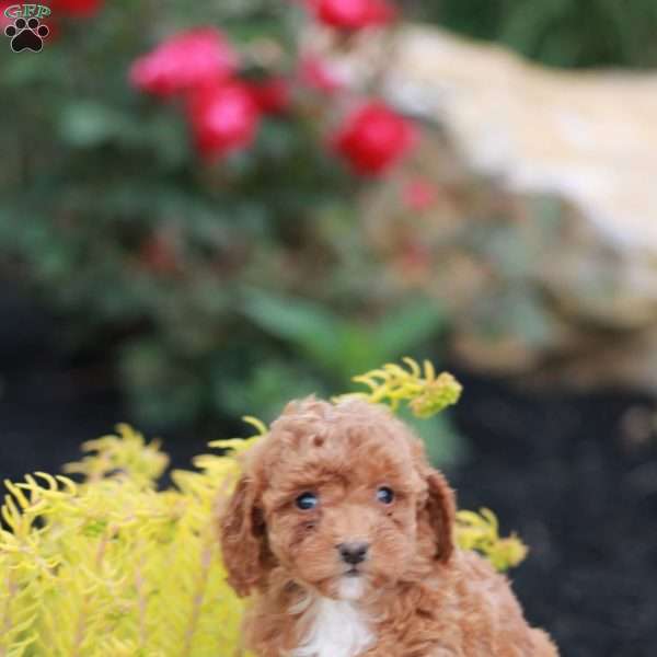 Everly, Toy Poodle Puppy