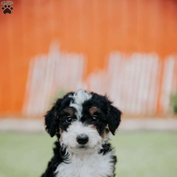 Daisy, Mini Bernedoodle Puppy