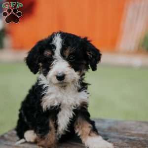 Dina, Mini Bernedoodle Puppy