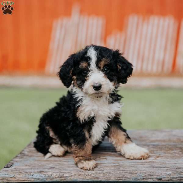 Dina, Mini Bernedoodle Puppy
