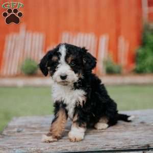 Dina, Mini Bernedoodle Puppy