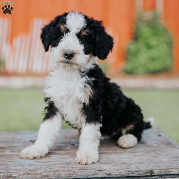 Dolly, Mini Bernedoodle Puppy