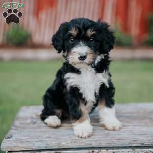 Dora, Mini Bernedoodle Puppy