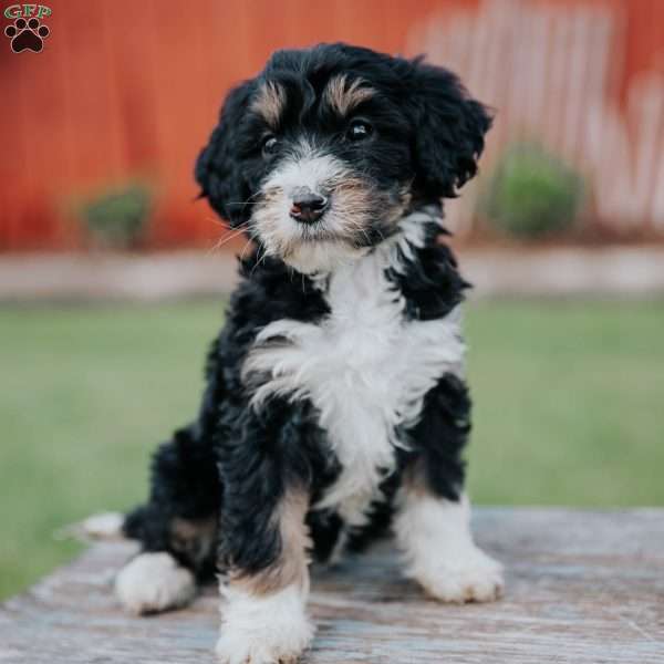 Dora, Mini Bernedoodle Puppy