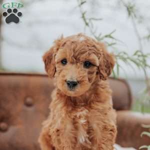 Gallo, Mini Goldendoodle Puppy